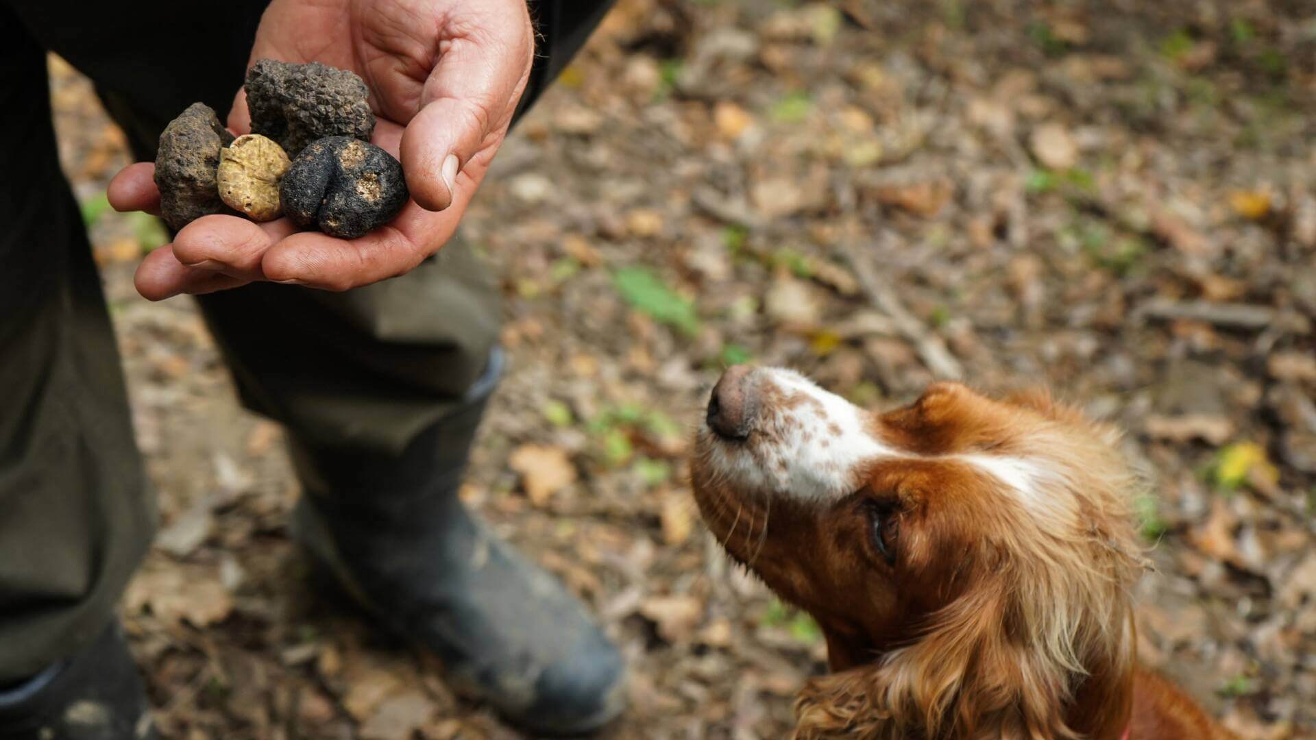 Truffle hunting